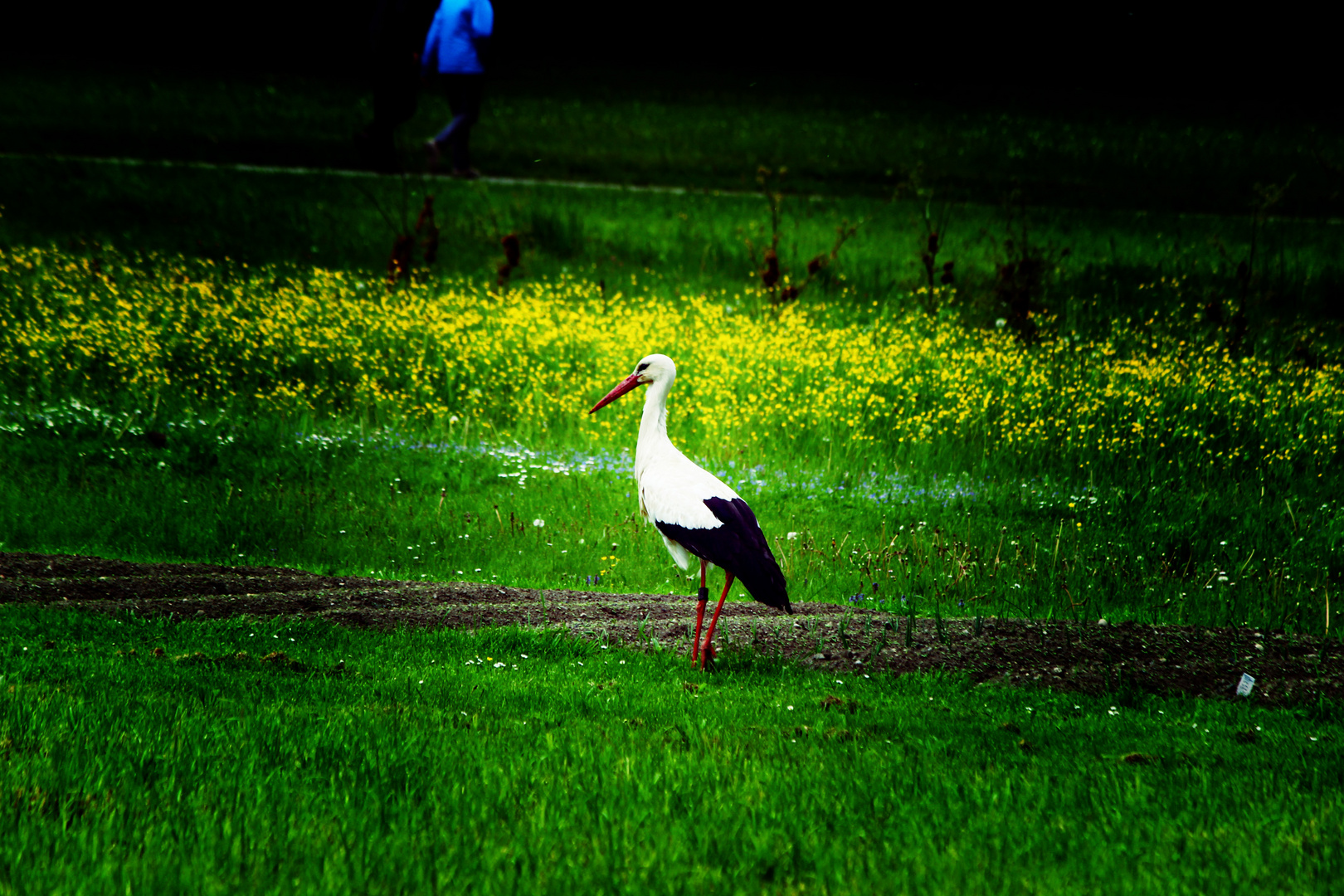 Storch in Oberschwaben