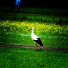 Storch in Oberschwaben