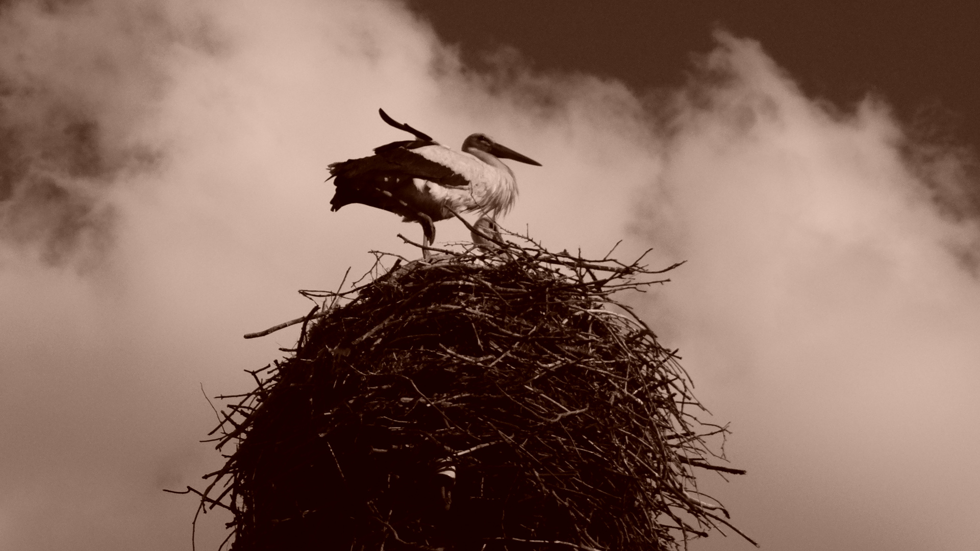 Storch in Ostpreußen