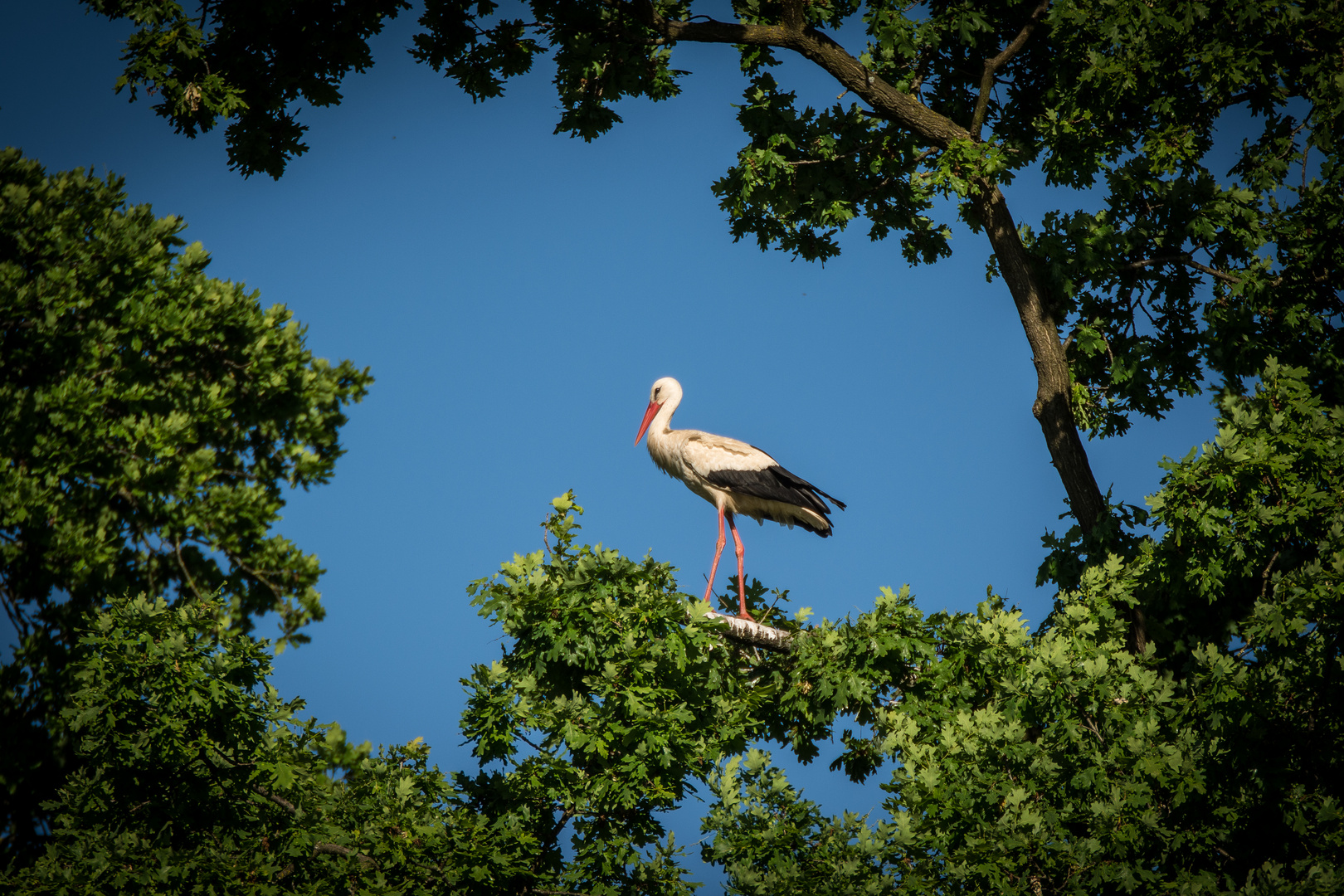 Storch in Pose