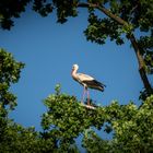 Storch in Pose