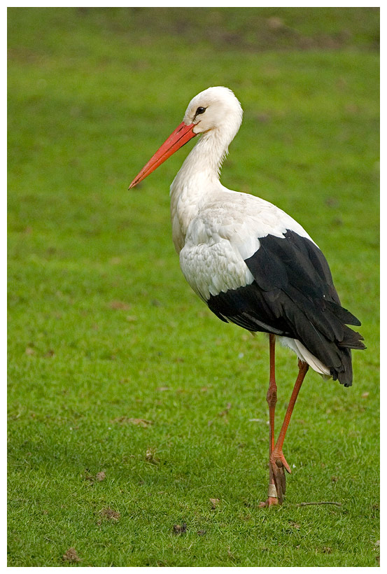 Storch in Pose