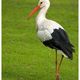 Storch in Pose