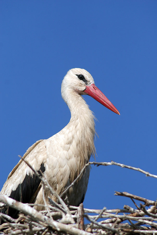 Storch in Püggen Kreis Lüchwo-Dannenberg