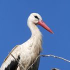 Storch in Püggen Kreis Lüchwo-Dannenberg