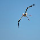 Storch in Rechtskurve