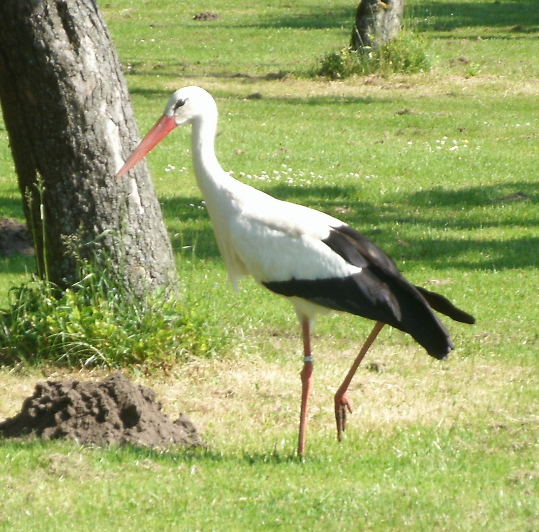 Storch in Rheine