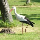 Storch in Rheine