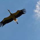 Storch in Rust am Neusiedlersee