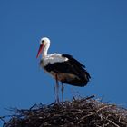 Storch in Rust am Neusiedlersee
