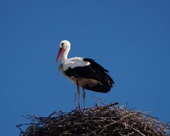 Storch in Rust am Neusiedlersee