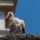 Storch in Rust am Neusiedlersee