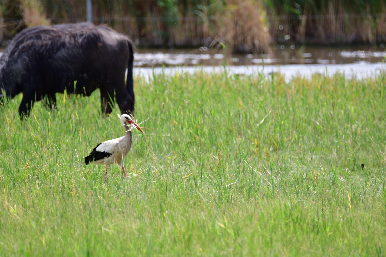 Storch in Rust