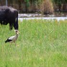 Storch in Rust