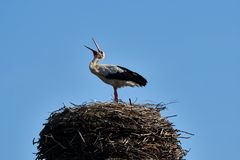 Storch in seinem Nest