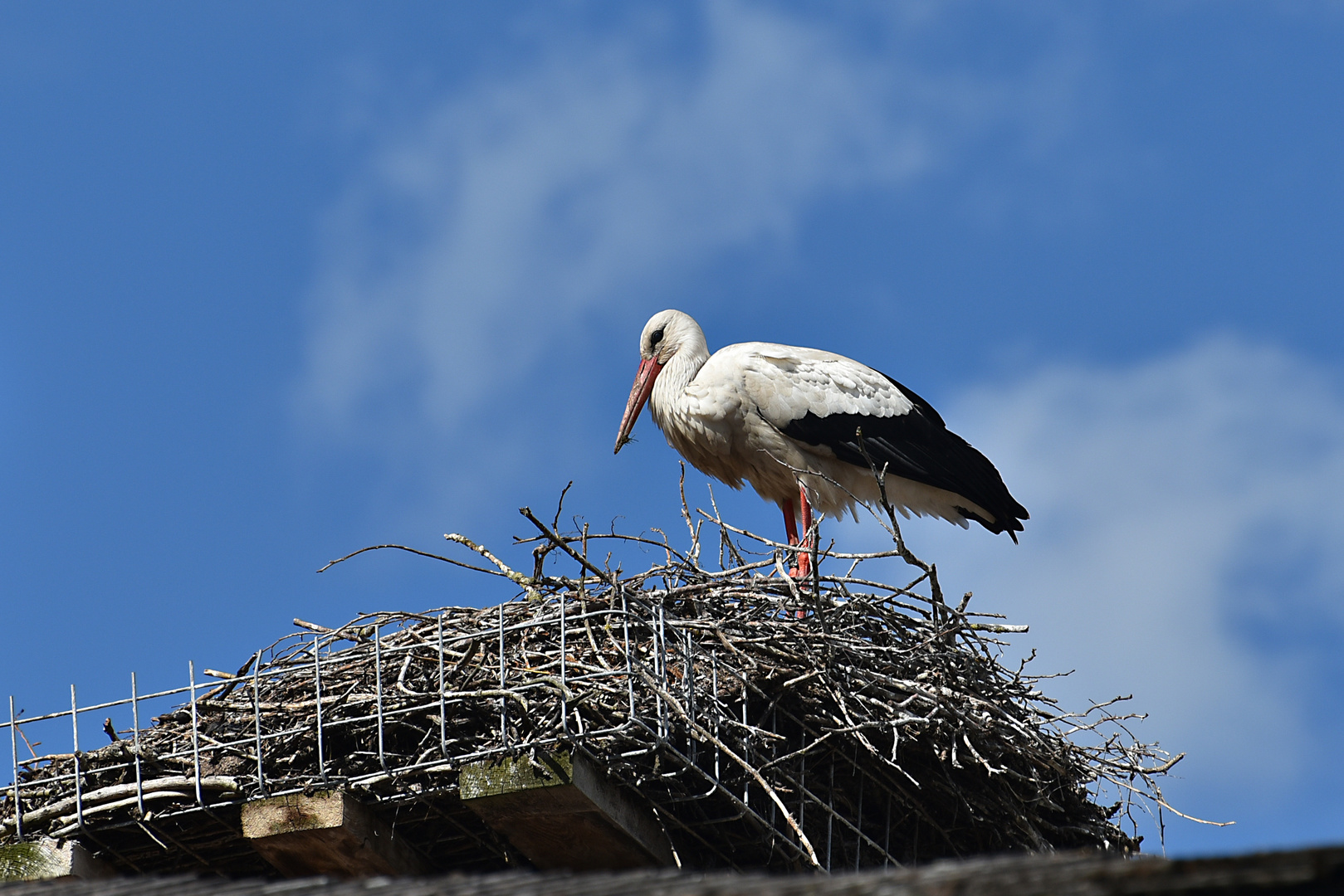 Storch in seinem Nest