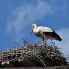 Storch in seinem Nest