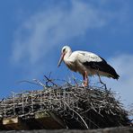 Storch in seinem Nest