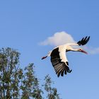 Storch in Sicht