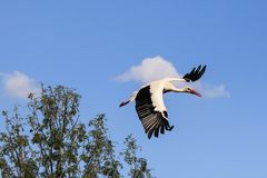 Storch in Sicht