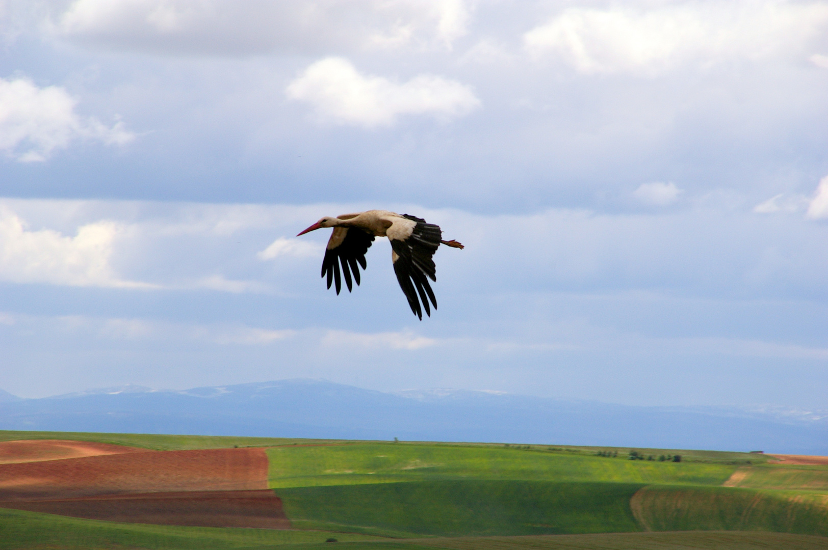 Storch in Spanien