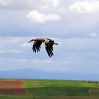 Storch in Spanien