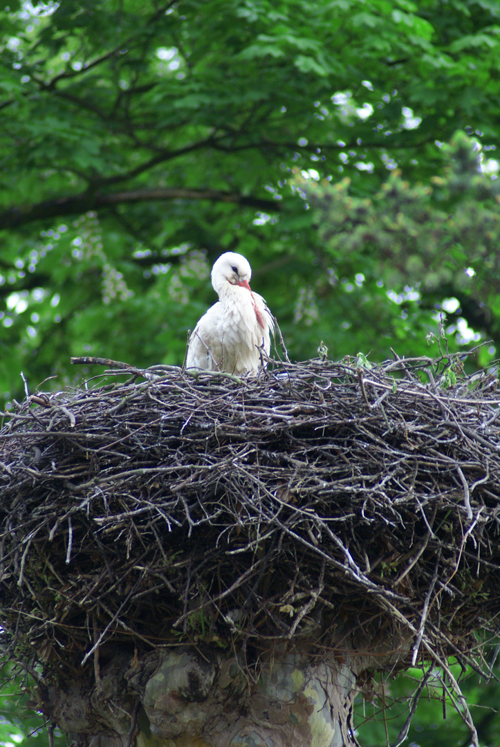 Storch in Strassbourg