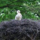 Storch in Strassbourg