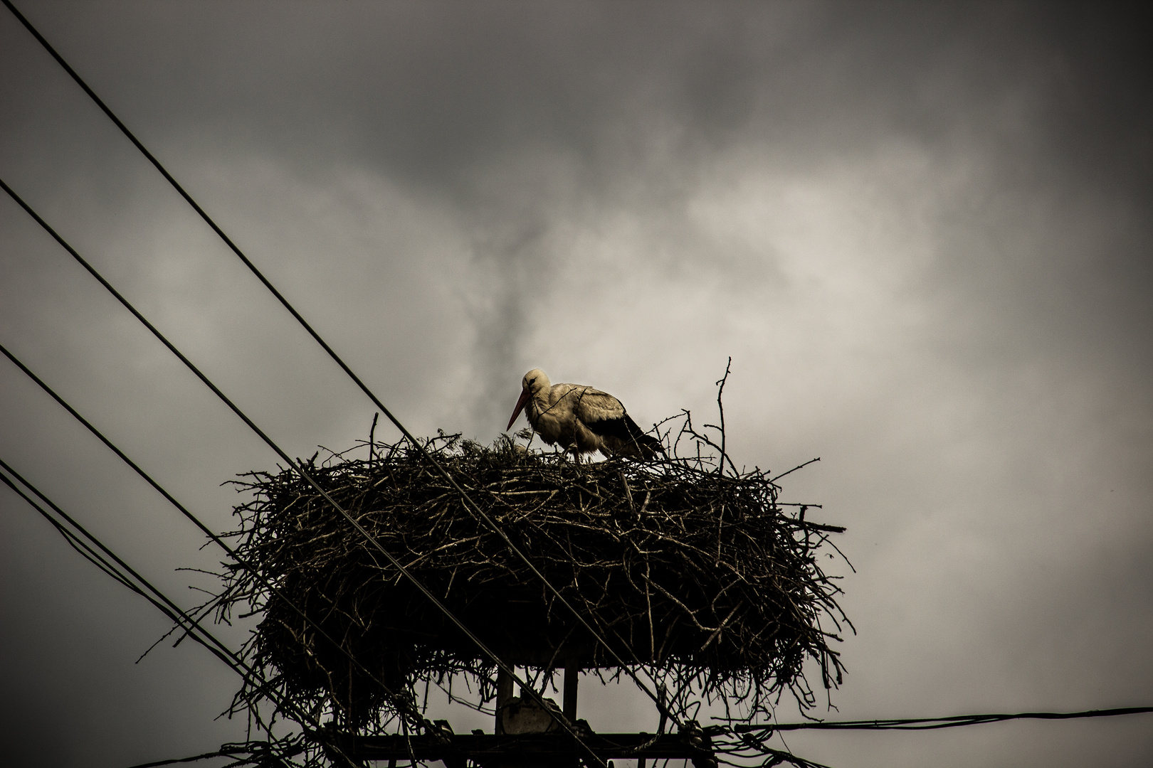 Storch in Ungarn