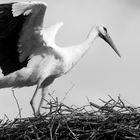 Storch in Ungarn