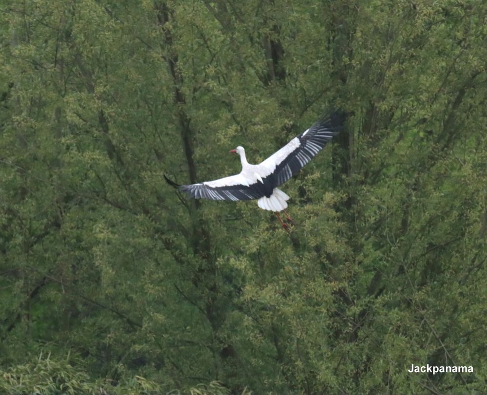 Storch in voller Schönheit