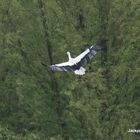 Storch in voller Schönheit