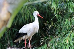 Storch in Walsrode