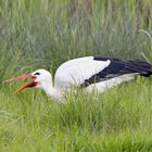 Storch isst einen Wurm