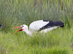 Storch isst einen Wurm