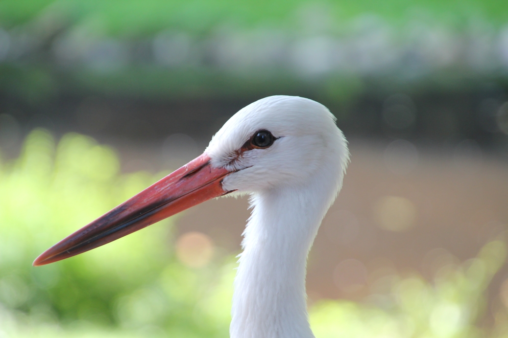 Storch (Junger Storch von seiner schönsten Seite)