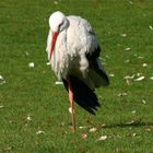 Storch Karfreitag 2007 Frankfurter Zoo