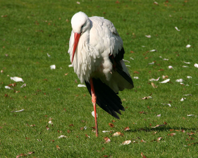 Storch Karfreitag 2007 Frankfurter Zoo