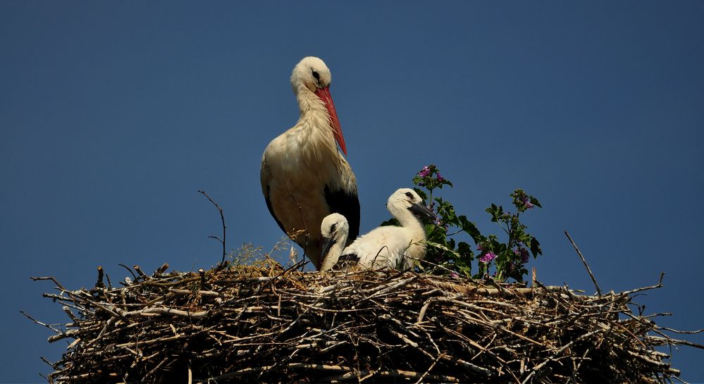 Storch-Kinder