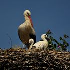 Storch-Kinder