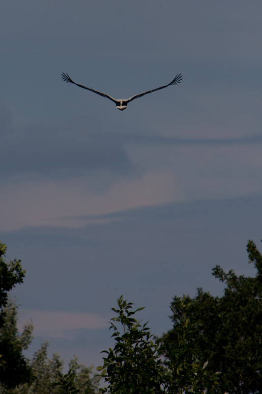 Storch kommt von der Futtersuche zurück