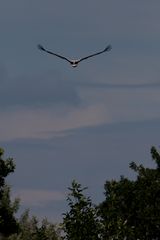 Storch kommt von der Futtersuche zurück