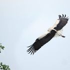 storch, kopflos