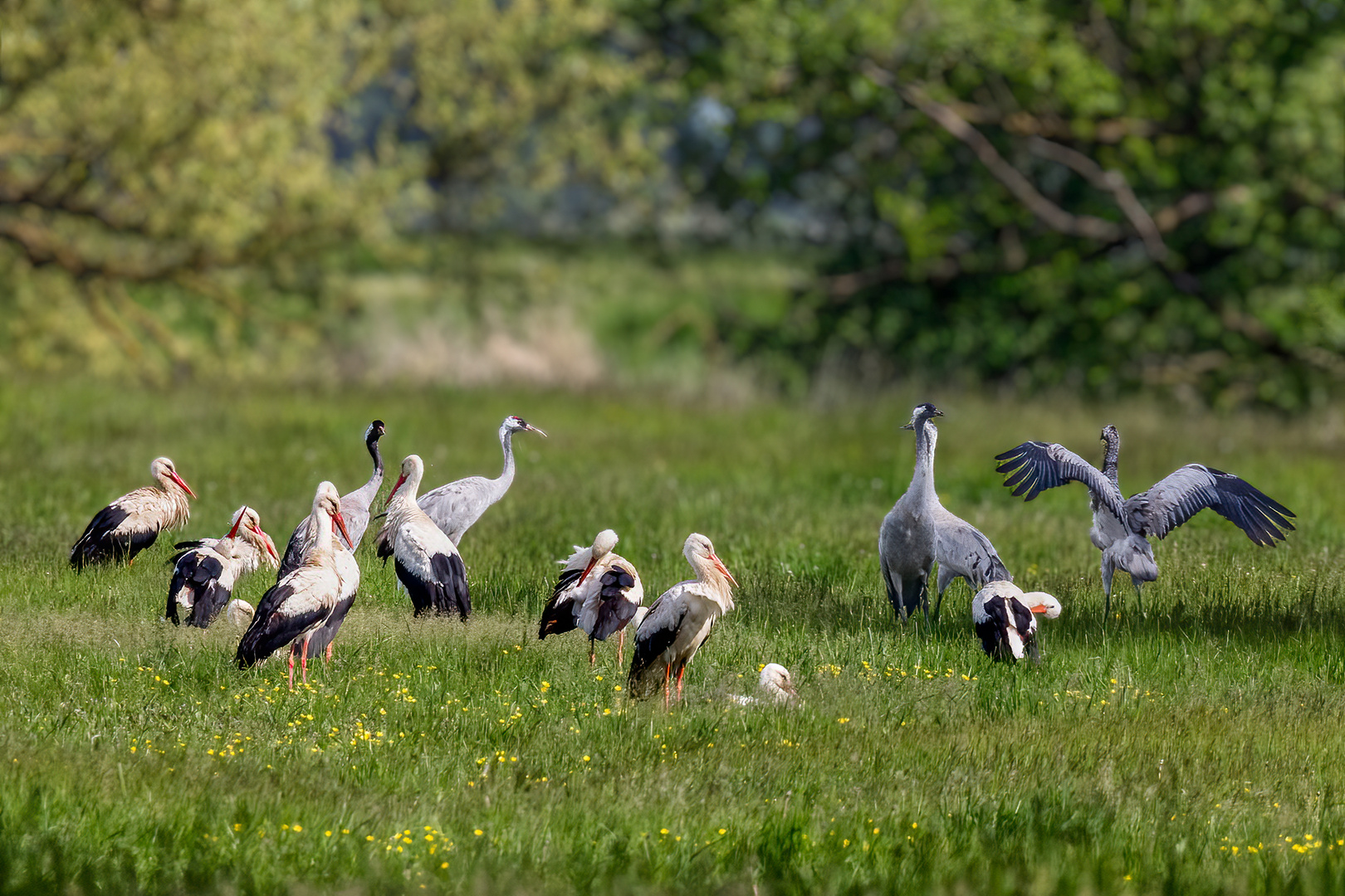 Storch - Kranich - Party