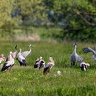 Storch - Kranich - Party