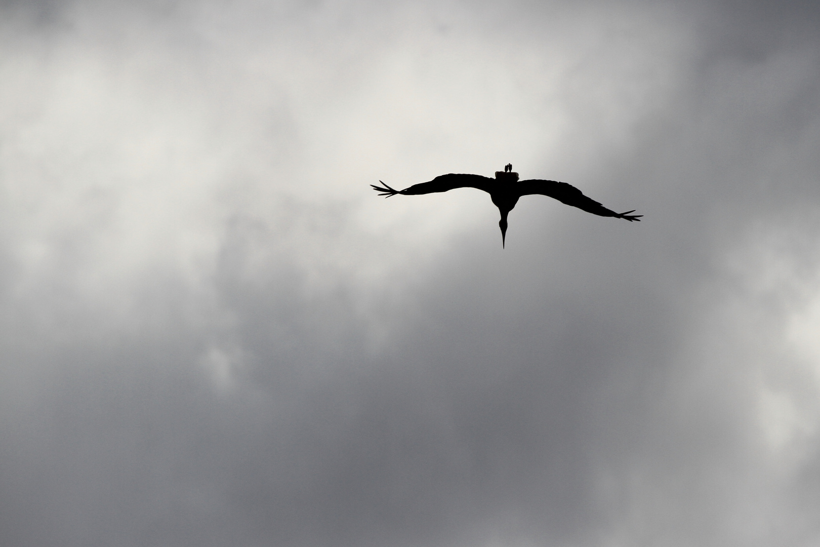 Storch kurz vor heftigem Regen