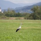 Storch latscht durch die Regenwiesen