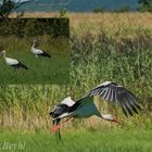 Storch "Lift off" in der Nähe des Flugplatztes Rothenburg ob der Tauber 