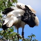 Storch, Luisenpark Mannheim