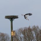 Storch macht den Abgang